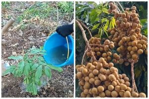 Pakai 1 bumbu dapur, trik merawat pohon kelengkeng agar tak stres dan cepat berbuah usai pindah tanam