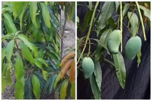 Modal Rp5.000, begini cara merawat pohon mangga agar berbuah lebat dalam pot pakai 1 bahan dapur