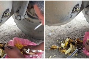 Pria masukkan pisang ke gardan truk ini tuai perdebatan, ternyata begini fungsinya