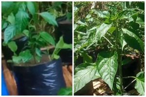 Tanpa diberi bumbu dapur, ini cara ampuh mencegah tanaman cabai membusuk di pot saat musim hujan
