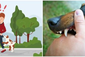 16 Arti mimpi digigit anjing menurut Islam dan psikologi, isyarat adanya trauma