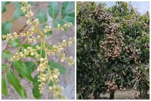 Tak cuma micin, ini trik merawat pohon kelengkeng agar cepat berbuah cuma tambah 2 bahan dapur