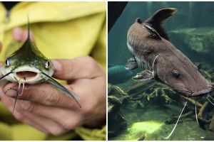 11 Arti mimpi ikan lele yang membawa pertanda baik menurut primbon Jawa, isyarat keberuntungan