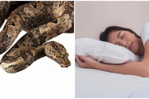 10 Arti mimpi dikejar ular besar menurut Islam, isyarat adanya keberuntungan