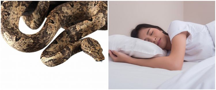 Arti Mimpi Dikejar Ular: Makna Menarik dari Primbon Jawa dan Islam