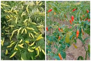 Tanpa disiram larutan garam, ini cara merawat pohon cabai agar buahnya cepat merah pakai 1 bahan dapur