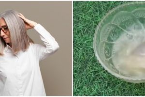 Rambut kembali hitam pekat tanpa pakai bawang merah, ini cara cegah tumbuhnya uban pakai 1 biji-bijian