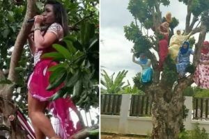11 Potret kocak tingkah absurd orang di atas pohon ini bikin nggak habis pikir, nyeleneh abis