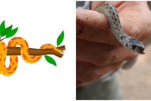 11 Arti mimpi melihat ular kecil menurut primbon Jawa, tanda akan datang masalah