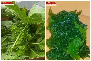 Tanpa tambahan asam jawa, ini trik merebus daun pepaya agar warnanya tetap hijau dan tidak pahit