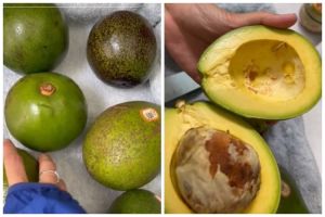 Bukan diperam beras atau dibungkus tisu, ini trik mematangkan alpukat dalam 3 hari pakai 2 alat