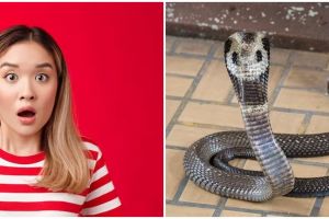 15 Arti mimpi banyak ular di rumah menurut Islam, pertanda akan datangnya banyak peringatan