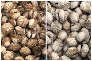 Tak perlu disikat satu per satu, ini cara praktis bersihkan kerang dara dari pasir pakai 2 bahan dapur