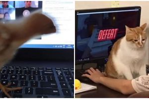 Lagi fokus depan komputer, 11 potret kocak gangguan tak terduga ini bikin ngelus dada auto badmood