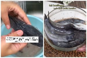 Tanpa dibaluri garam atau jeruk nipis, ini cara menghilangkan bau amis dan lendir pada ikan lele