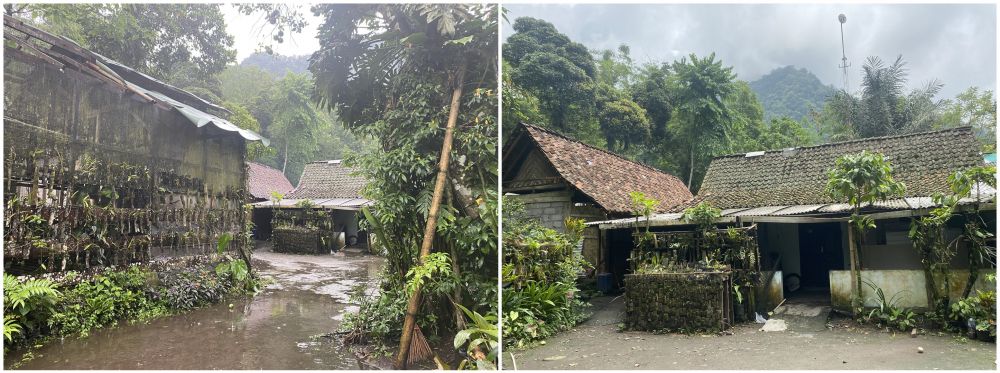 Cerita Musimin bertahan di lereng Merapi demi lestarikan anggrek hutan meski kerap terancam erupsi