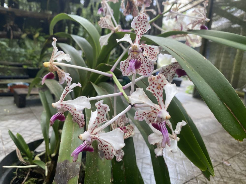 Cerita Musimin bertahan di lereng Merapi demi lestarikan anggrek hutan meski kerap terancam erupsi