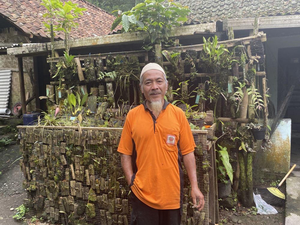Cerita Musimin bertahan di lereng Merapi demi lestarikan anggrek hutan meski kerap terancam erupsi