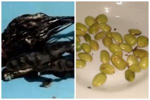 Tanpa direndam semalaman, ini trik segarkan petai layu yang kulitnya sudah hitam agar hijau lagi