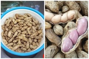 Tanpa pakai panci presto, ini cara cepat merebus kacang tanah agar empuk maksimal dalam 12 menit
