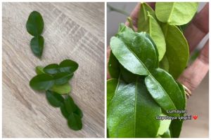 Tanpa perlu direndam air, ini cara menyimpan daun jeruk agar tetap hijau segar dan awet hingga 3 bulan