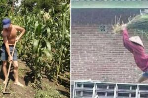 45 Potret kocak cara orang berkebun ini saking absurdnya bikin ngelus dada, ada aja tingkahnya