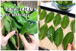 Bukan direndam air, ini cara menyimpan daun salam agar tidak kering dan menghitam dalam 1 bulan