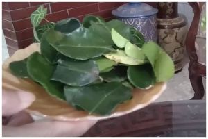 Cara memilih daun jeruk purut yang aromanya harum dan rasanya tak pahit, perhatikan bentuk dan warna