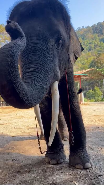 Momen gajah melukis pemandangan indah ini bikin setengah percaya, hasil coretannya bikin melongo
