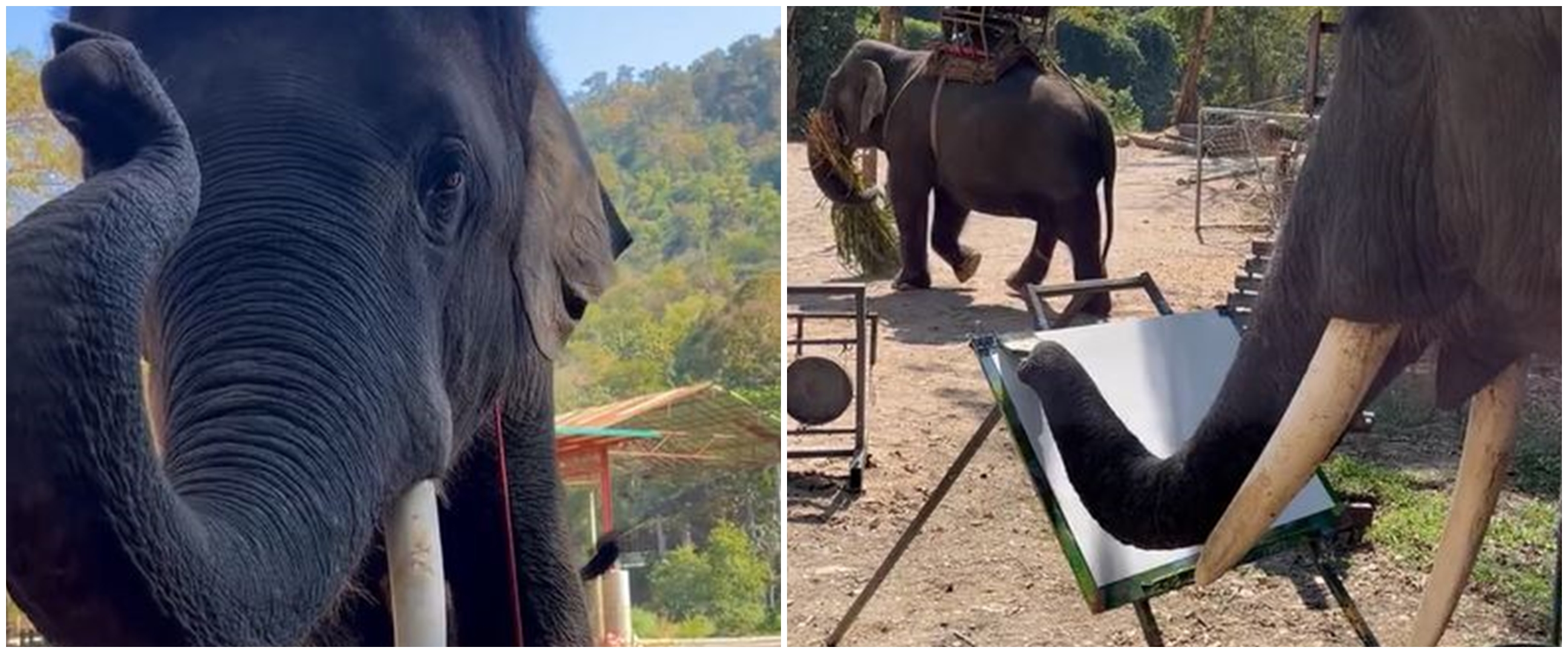 Momen gajah melukis pemandangan indah ini bikin setengah percaya, hasil coretannya bikin melongo