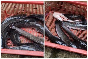 Tanpa ditabur garam atau dipukul, begini cara mematikan ikan lele dengan mudah