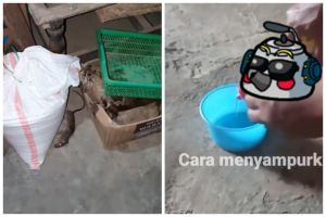 Tanpa meletakkan kapur barus, ini cara menghilangkan bau busuk bangkai tikus cuma tambah 1 bahan dapur