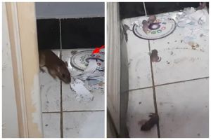 Bukan cuka, cara pria hilangkan bau pesing dan kotoran tikus pakai 1 bahan dapur ini dijamin ampuh