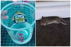 Tak perlu taruh racun, ini cara buat ramuan pengusir tikus cuma tambah 1 bahan dapur