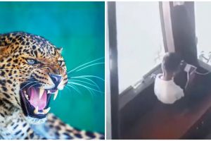 Momen ngeri bocah lagi asyik main game tiba-tiba didatangi macan tutul, sikapnya malah tuai sorotan