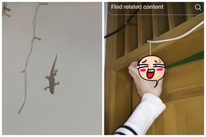 Tanpa meletakkan perangkap, ini trik agar rumah bebas cicak cuma pakai 1 bahan dapur