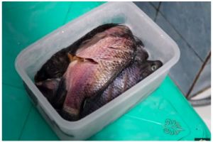 Cuma butuh 5 menit, ini cara cepat cairkan ikan beku dari freezer tanpa air panas dan cuka