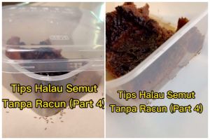 Tak perlu kapur ajaib maupun tepung maizena, ini trik ampuh mengusir semut cuma pakai 1 bumbu dapur