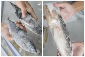 Cuma butuh 5 menit, ini cara cepat mencairkan ikan beku dari freezer cuma pakai 2 bahan dapur