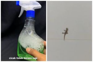 Tak perlu meletakkan bawang putih, bapak-bapak ini punya trik basmi cicak cukup pakai 2 bahan dapur