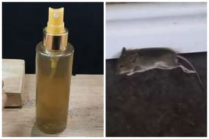 Tanpa bikin perangkap, ini cara ampuh bikin ramuan pengusir tikus cukup tambah 1 jenis daun