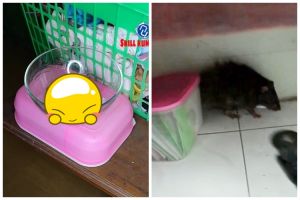 Tak perlu buat perangkap, begini cara sederhana mengusir tikus bermodal 3 bahan dapur