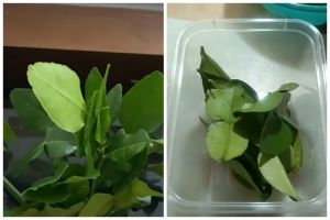 Bukan dikemas plastik, ini cara menyimpan daun jeruk purut agar segar hingga 1 minggu tanpa kulkas