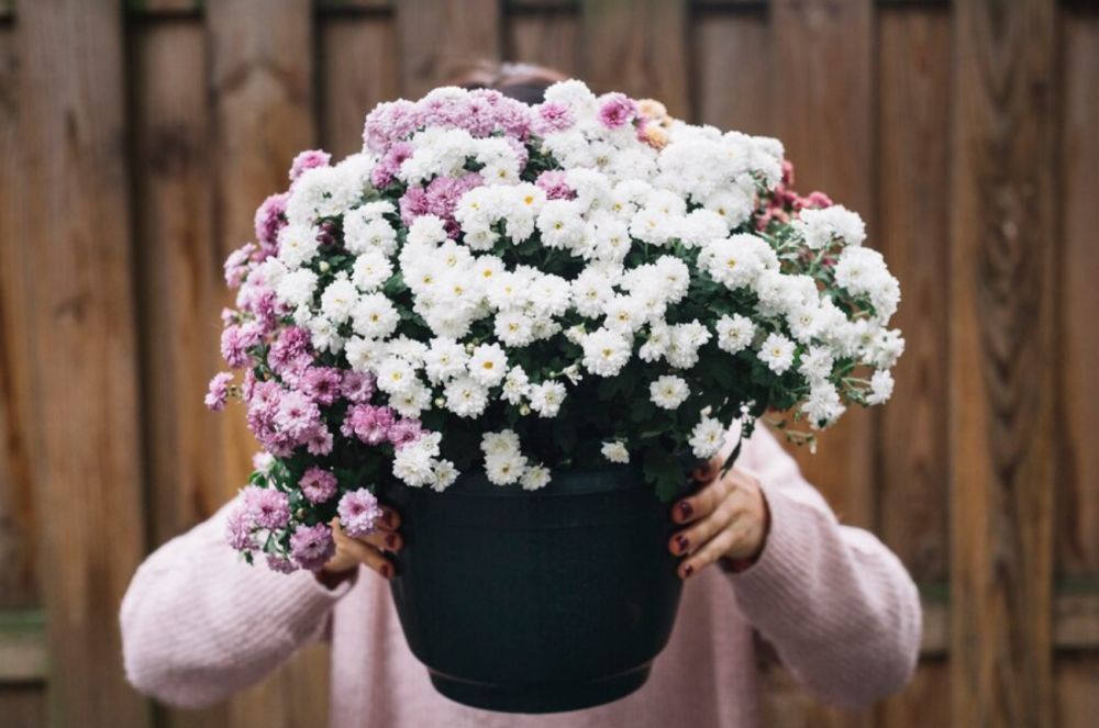 150 Flower quotes beserta artinya, penuh kebahagiaan dan kasih sayang