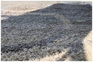 Tak perlu dicuci dan disikat, begini cara basmi bau apek di karpet bermodal 1 bahan dapur