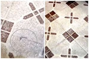Cukup pakai 1 bahan dapur, emak-emak ini punya cara basmi cacing di kamar mandi agar tak muncul lagi