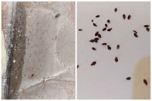 Tanpa dicuci atau dijemur, ini trik menghilangkan kutu kasur cuma pakai 2 bahan dapur