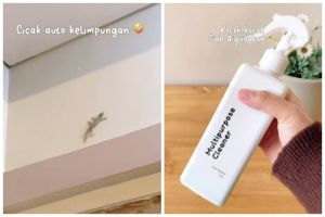 Trik mengusir cicak ini ampuh dan cepat tanpa bikin perangkap, cukup pakai 2 bahan dapur