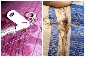 Bukan pakai garam, ini trik cepat basmi kutu kasur dalam 2 detik cuma pakai 1 bahan dapur