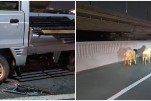 Pecah ban saat lewati jalan layang, pickup ini bikin puluhan kambing yang diangkutnya berkeliaran
